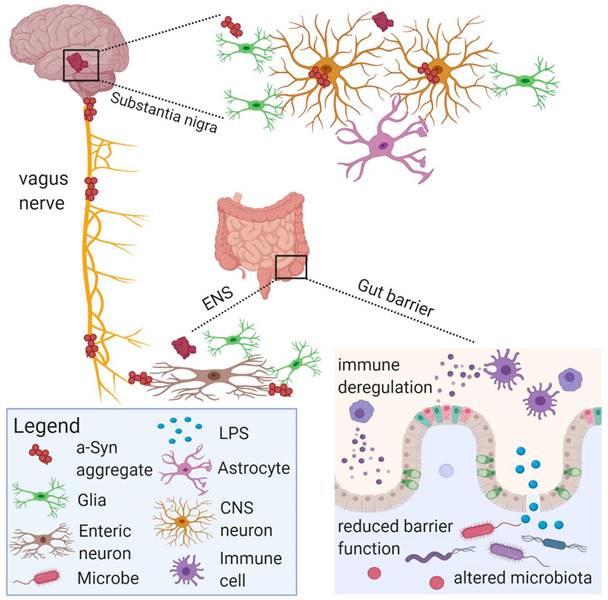 Int J Biol Sci Image