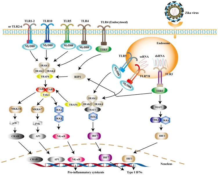 Int J Biol Sci Image