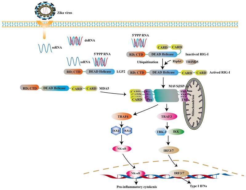 Int J Biol Sci Image