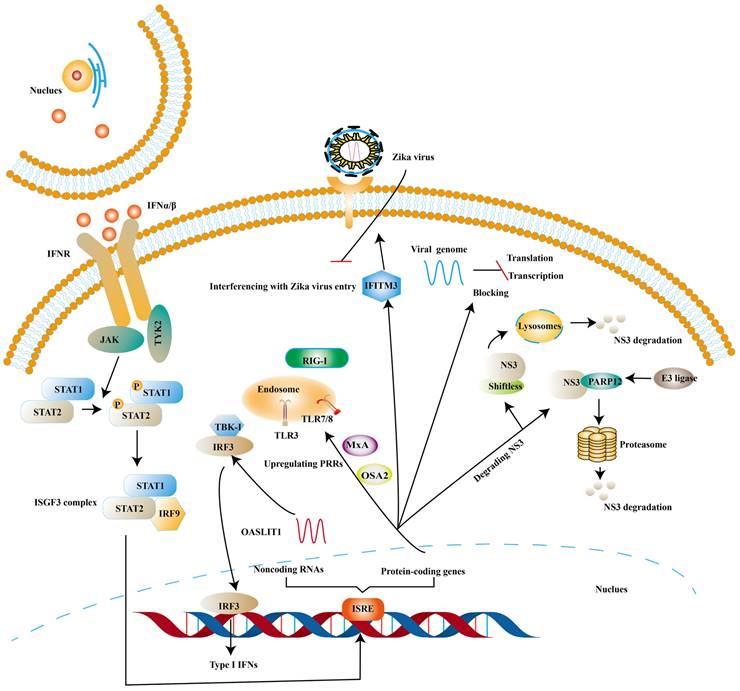 Int J Biol Sci Image