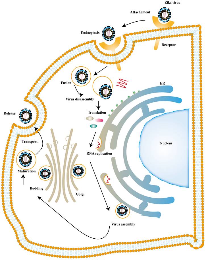 Int J Biol Sci Image