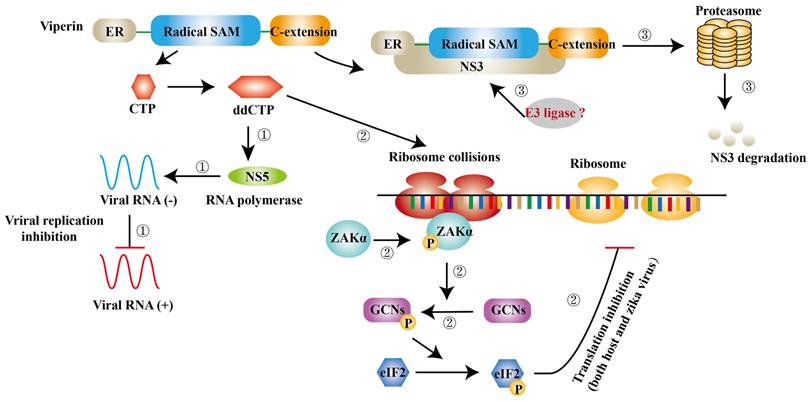 Int J Biol Sci Image