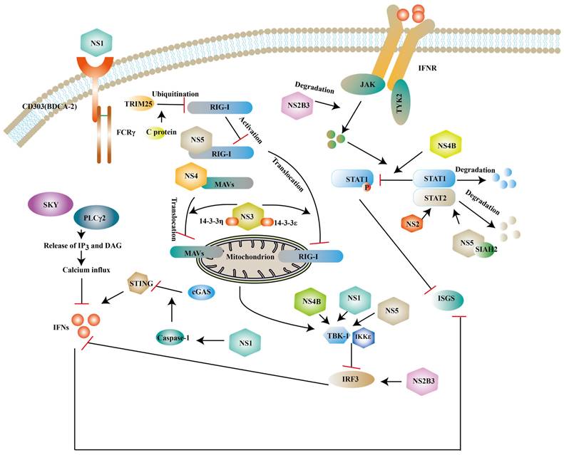 Int J Biol Sci Image