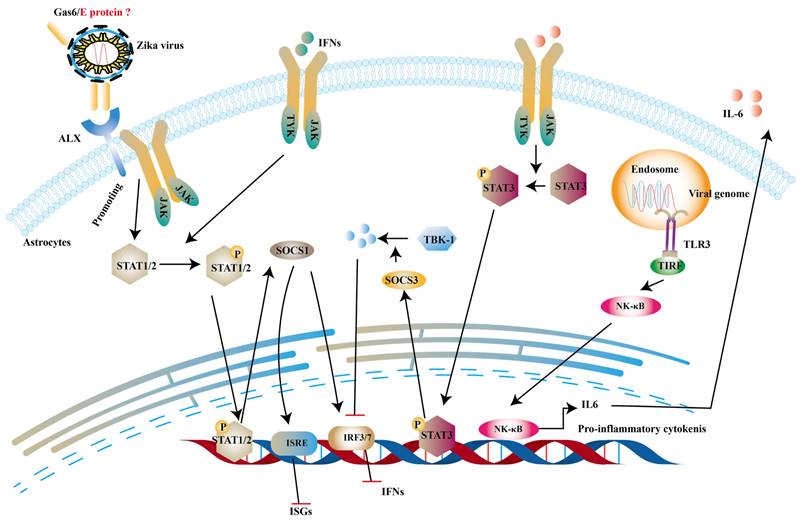 Int J Biol Sci Image