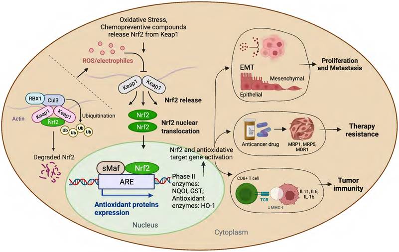 Int J Biol Sci Image