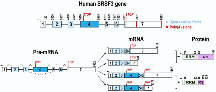 Int J Biol Sci Image