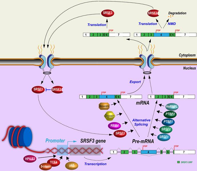 Int J Biol Sci Image