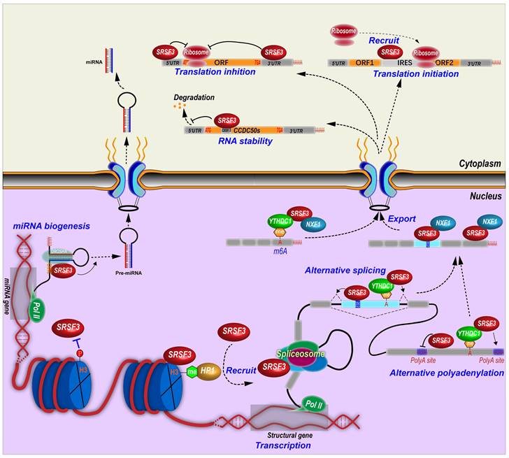 Int J Biol Sci Image