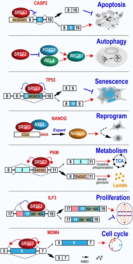 Int J Biol Sci Image