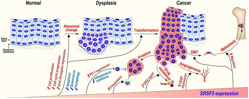 Int J Biol Sci Image