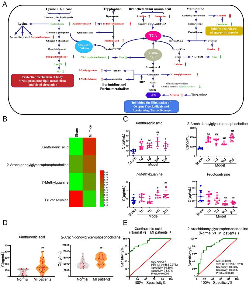 Int J Biol Sci Image