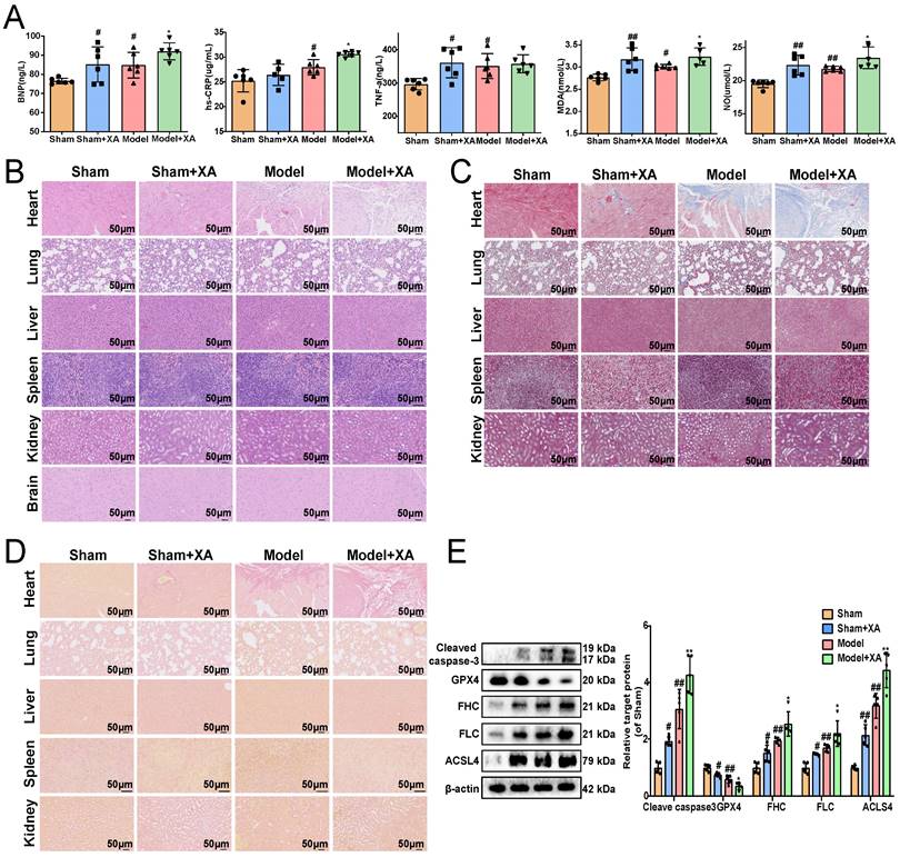 Int J Biol Sci Image