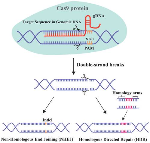 Int J Biol Sci Image