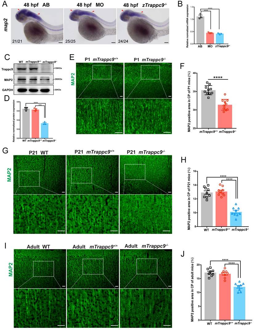 Int J Biol Sci Image