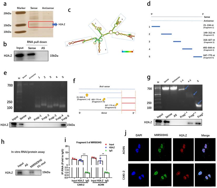 Int J Biol Sci Image