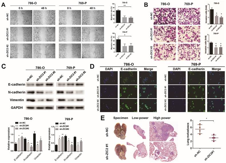 Int J Biol Sci Image