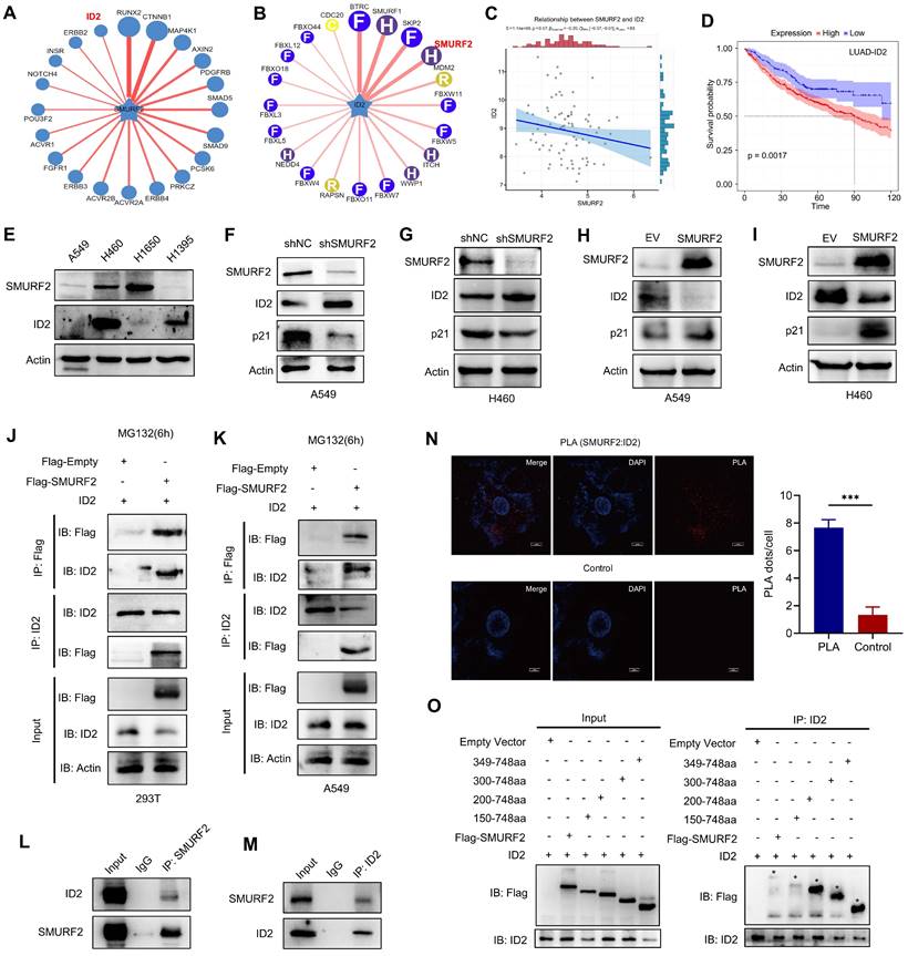 Int J Biol Sci Image