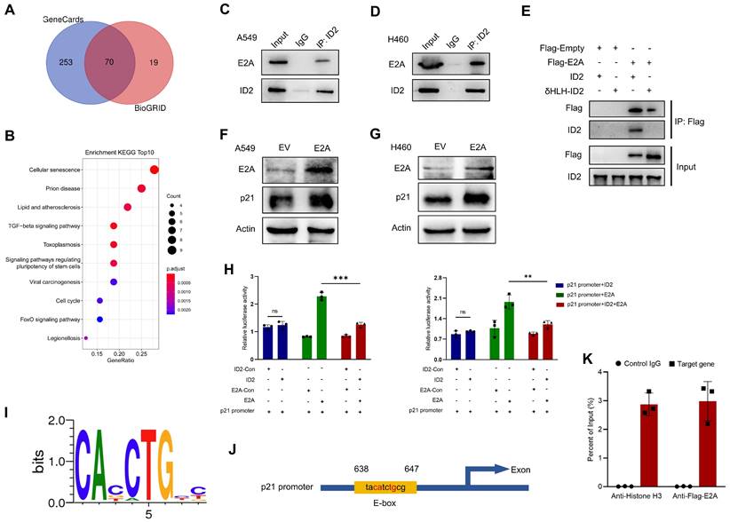 Int J Biol Sci Image