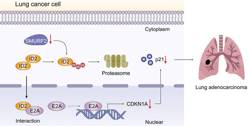 Int J Biol Sci Image