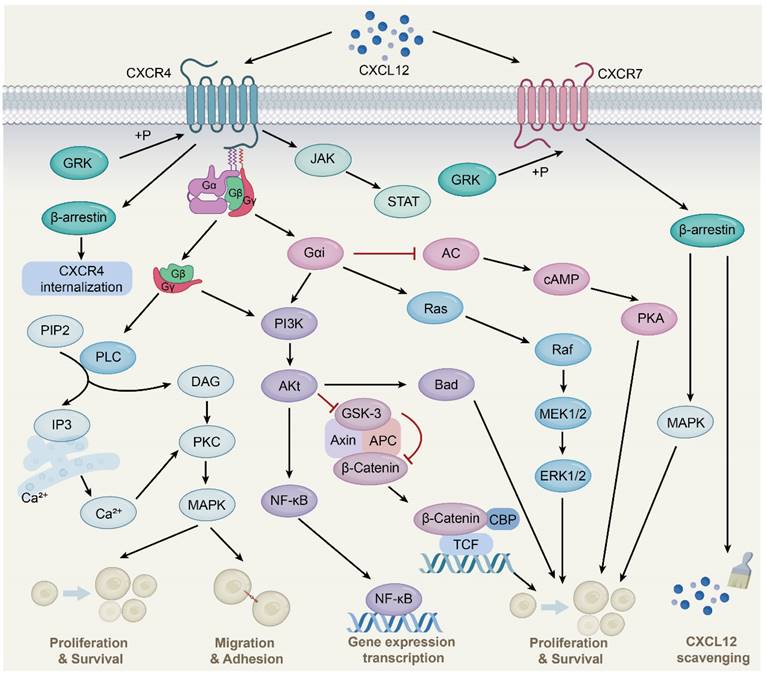 Int J Biol Sci Image