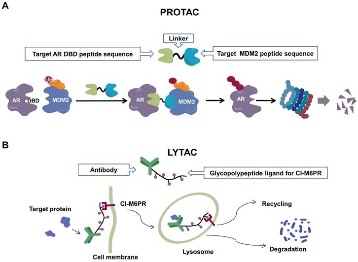 Int J Biol Sci Image