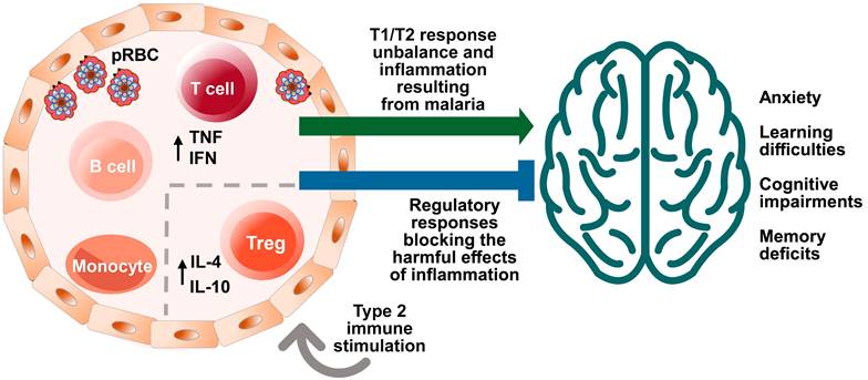 Int J Biol Sci Image