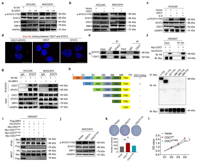 Int J Biol Sci Image