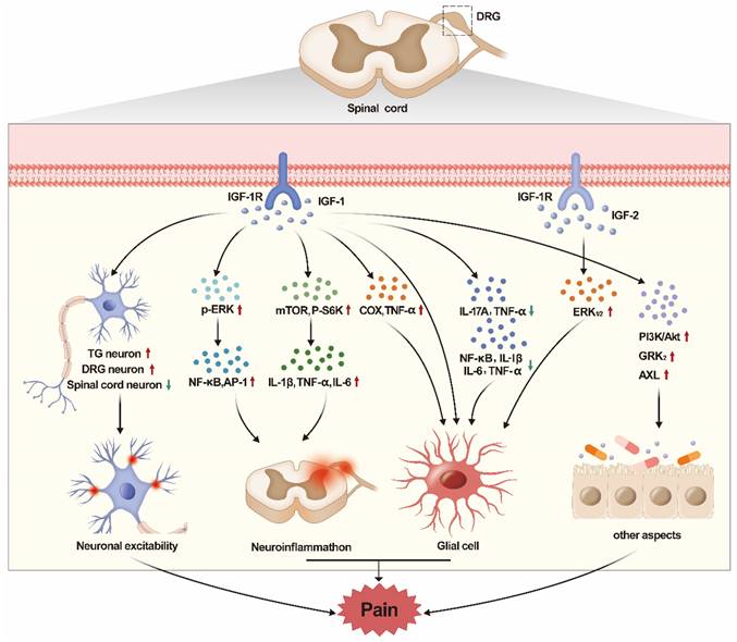 Int J Biol Sci Image