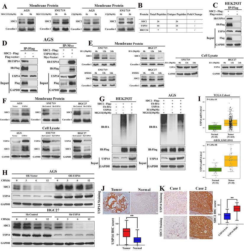 Int J Biol Sci Image