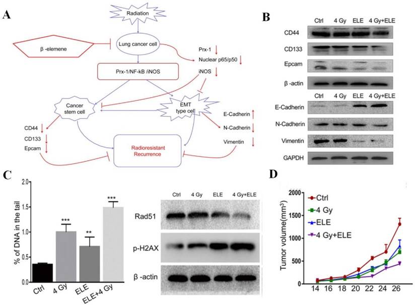 Int J Biol Sci Image