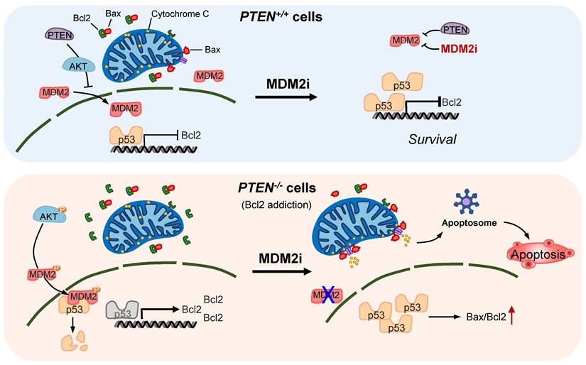 Int J Biol Sci Image