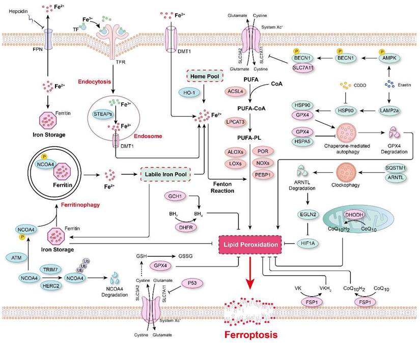 Int J Biol Sci Image