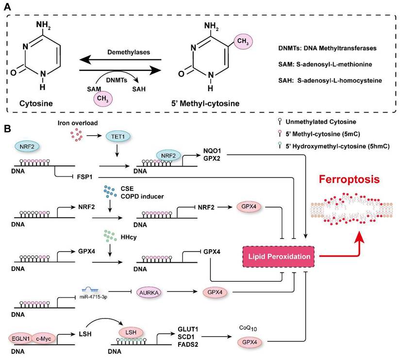 Int J Biol Sci Image