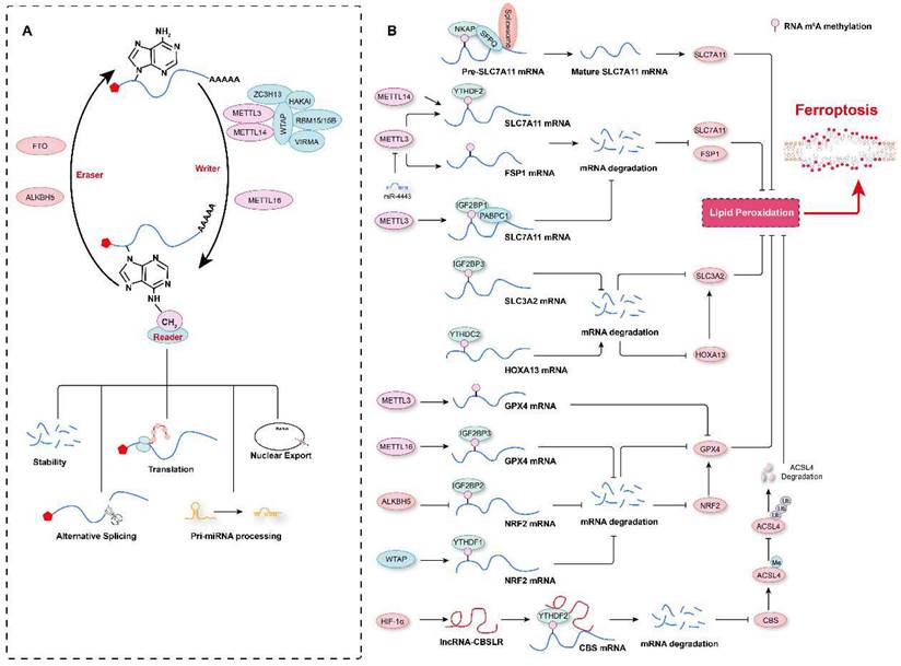 Int J Biol Sci Image