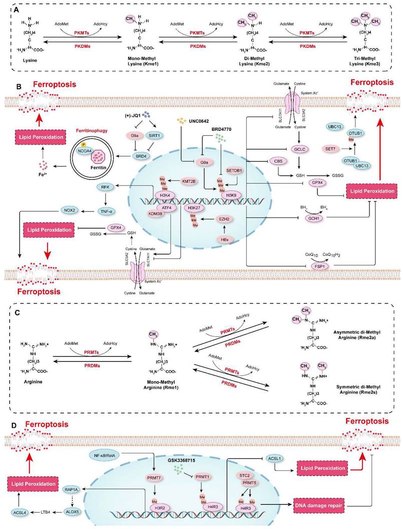 Int J Biol Sci Image