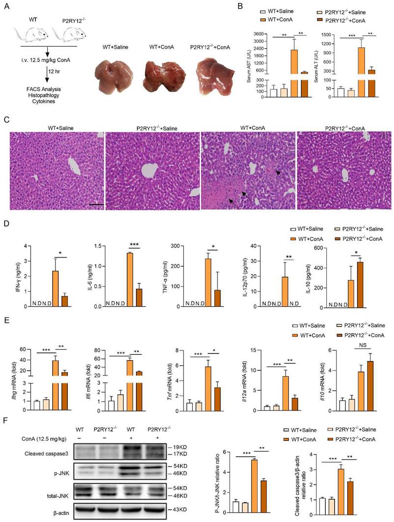 Int J Biol Sci Image