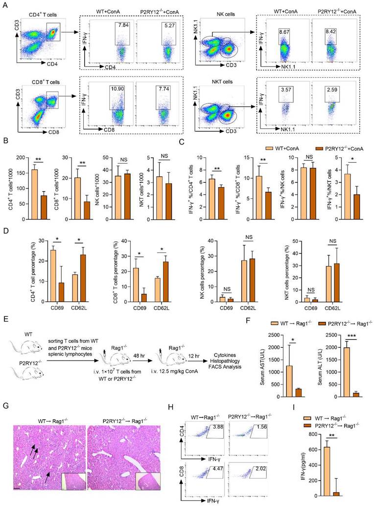 Int J Biol Sci Image