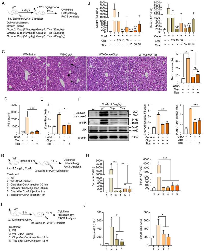 Int J Biol Sci Image