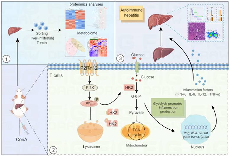 Int J Biol Sci Image