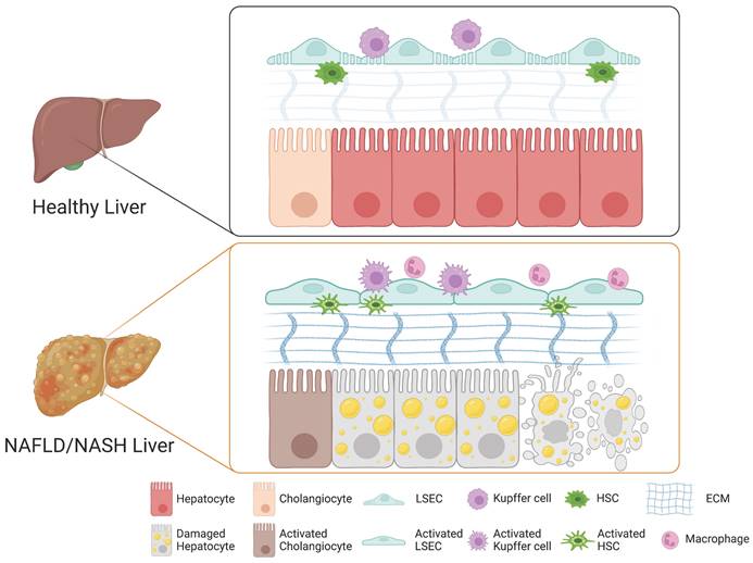 Int J Biol Sci Image