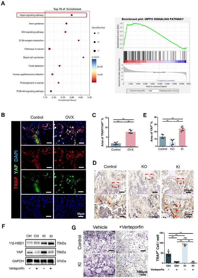 Int J Biol Sci Image