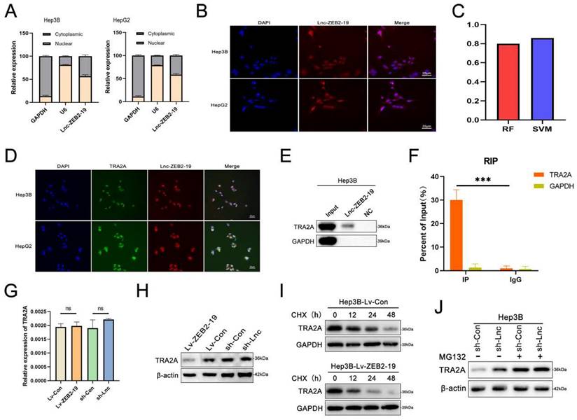 Int J Biol Sci Image