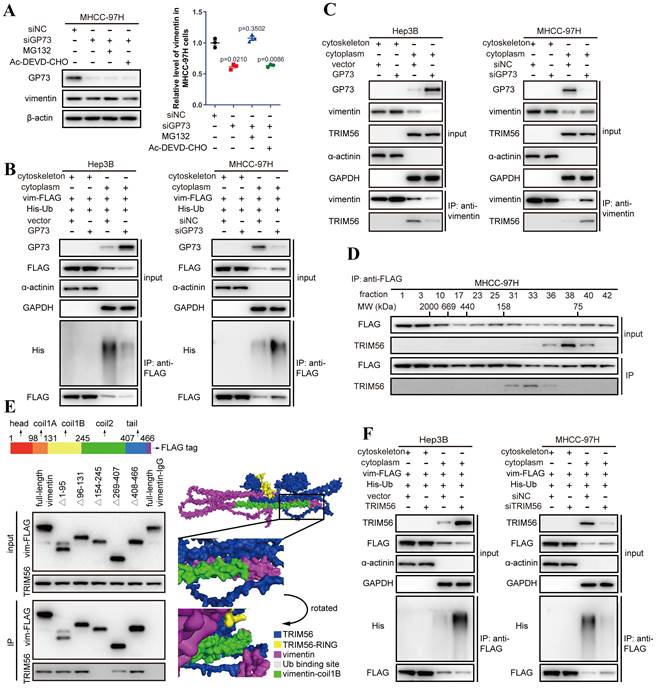 Int J Biol Sci Image