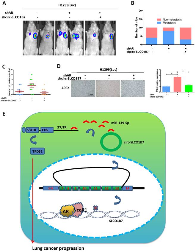 Int J Biol Sci Image