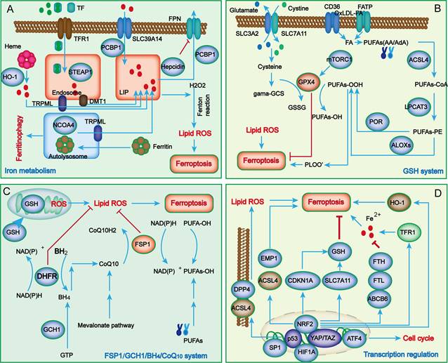 Int J Biol Sci Image