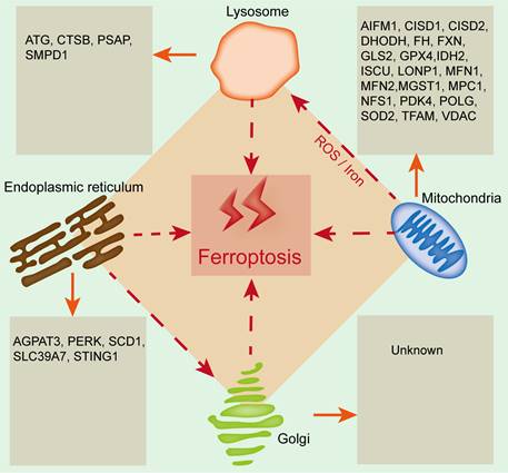 Int J Biol Sci Image