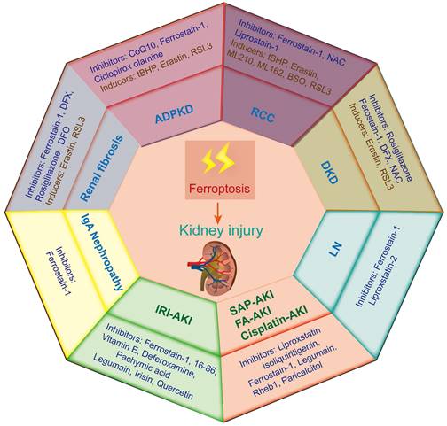 Int J Biol Sci Image