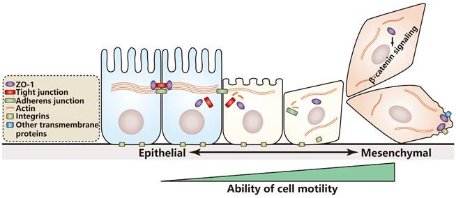 Int J Biol Sci Image