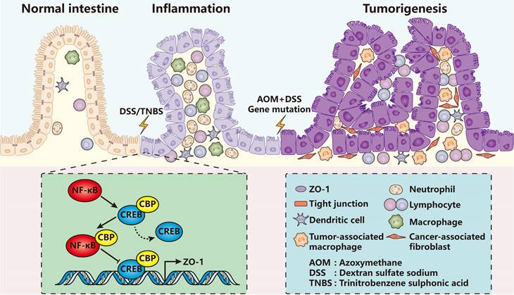 Int J Biol Sci Image