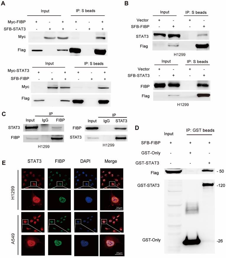 Int J Biol Sci Image